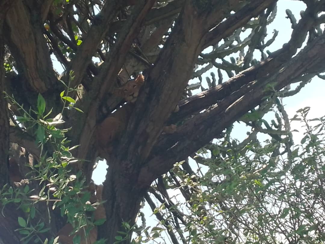 Climbing Lion