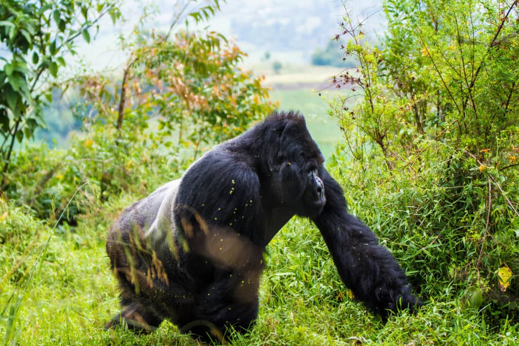 Mountain gorilla in Rwanda's lush green landscape