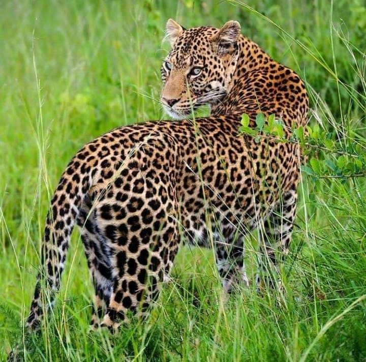 8 Days Best Of Amboseli, Masai Mara, Lake Nakuru & Naivasha
