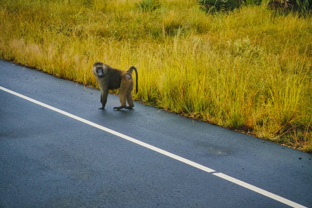 10 Days Educational Safari