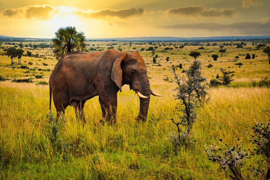 4 Days Masai Mara Luxury Safari