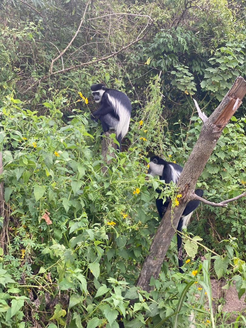 6 Days Rwanda Primates Trekking And Wildlife Safari