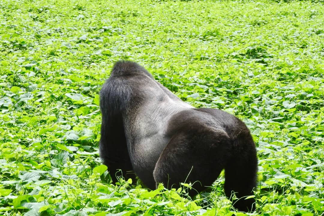 3 Days Fly-In Uganda Gorilla Safari