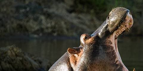 6 Days Wonders Of Kenya Safari Adventure