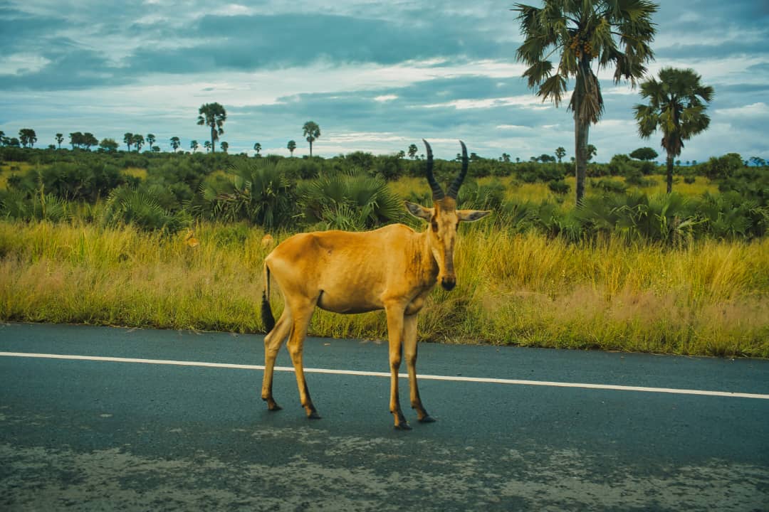 7 Days Tanzania Luxury Safari