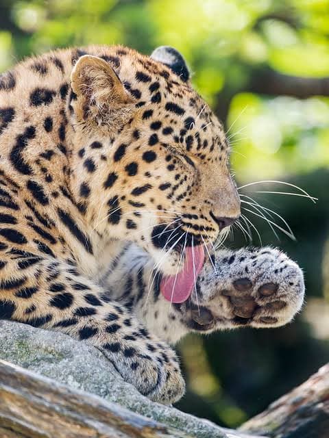 5 Days Serengeti & Ngorongoro Mid Range Safari
