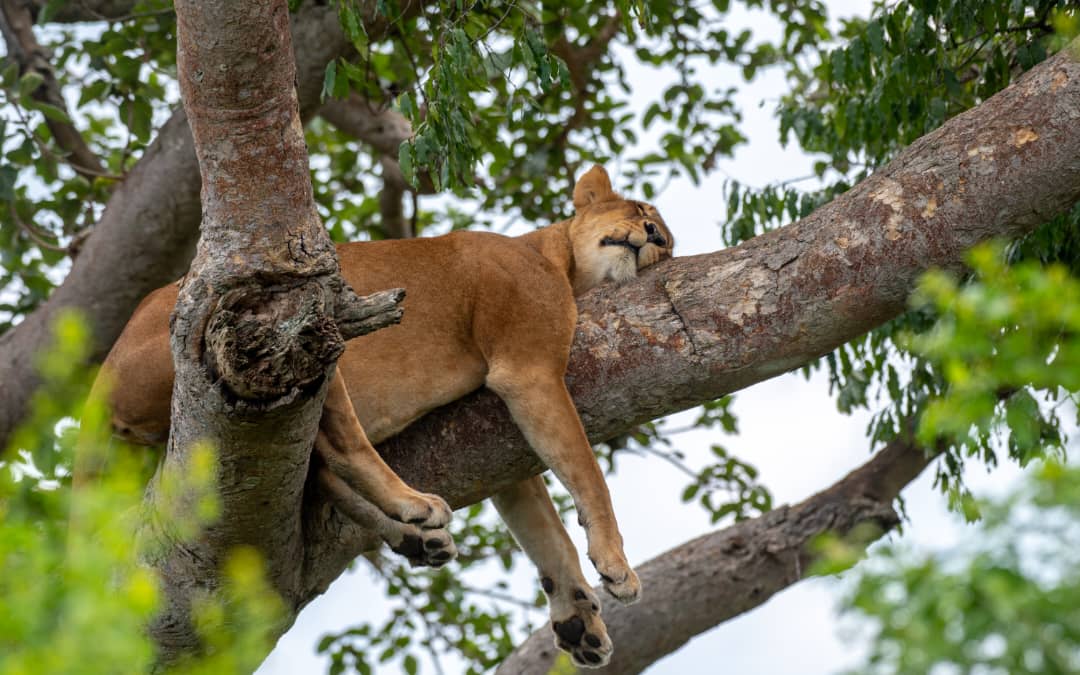 4 Days Queen Elizabeth National Park
