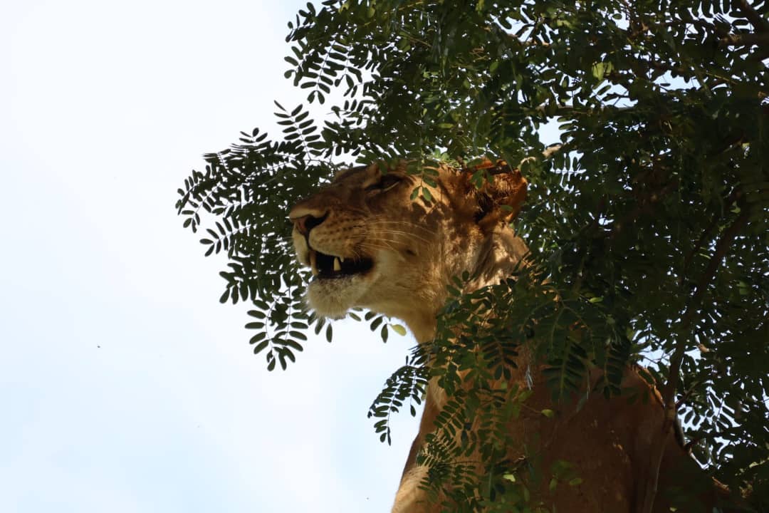 10 Days Educational Safari