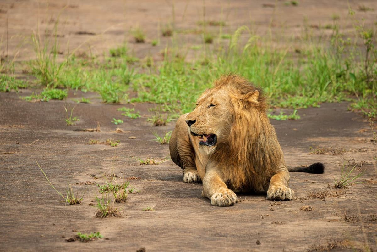 6 Days Best Of Tanzania Safari
