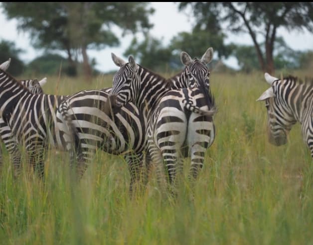 3 Days Best Of Masai Mara Budget Safari