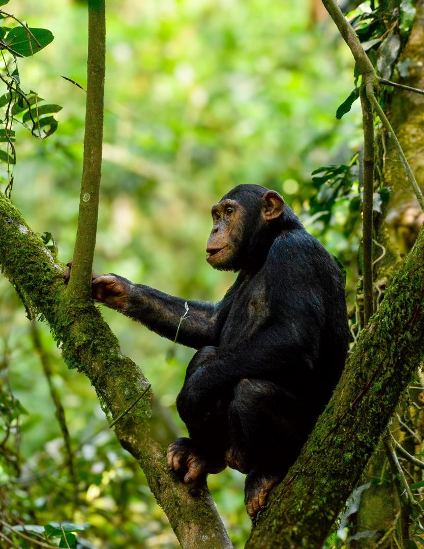 Chimpanzee in natural habitat
